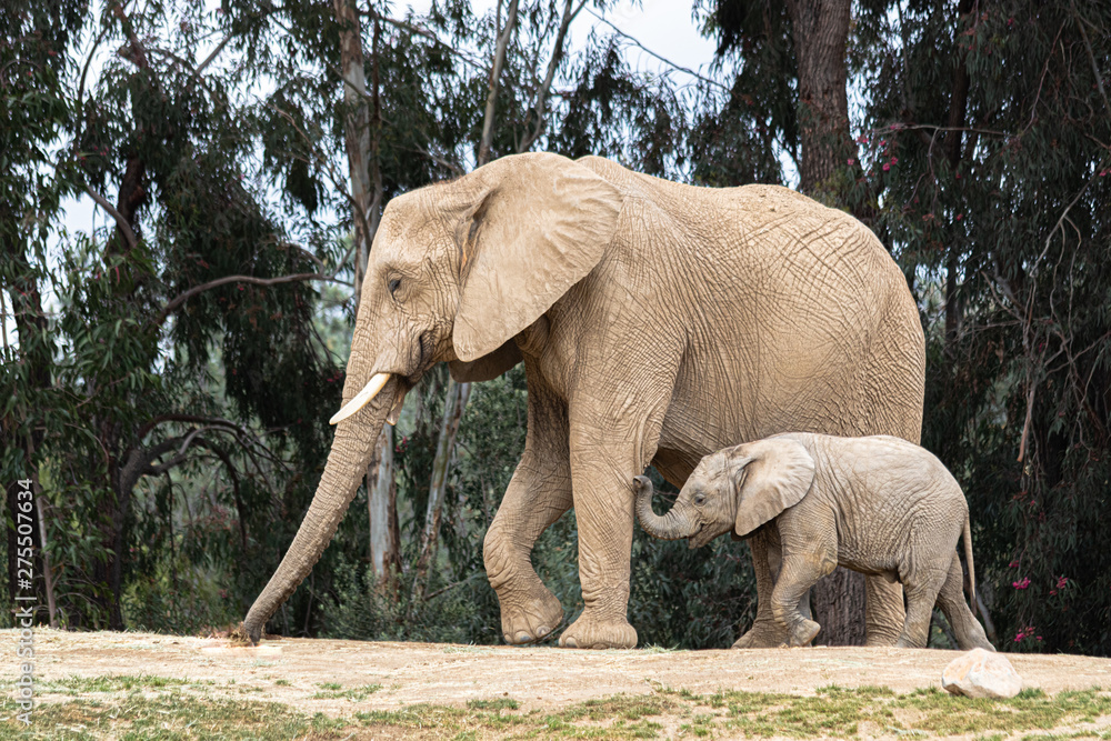 Wall mural elephant in kruger park