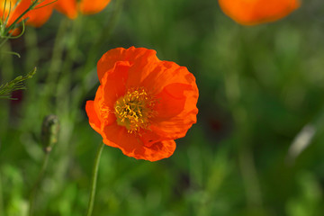 Fototapeta premium Spring background of beautiful flowers blooming in garden. Soft focus