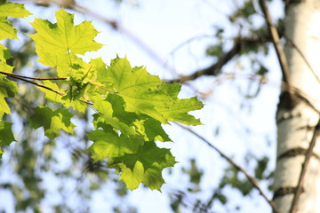 green leaves of a tree in spring