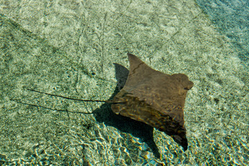 Sting Ray