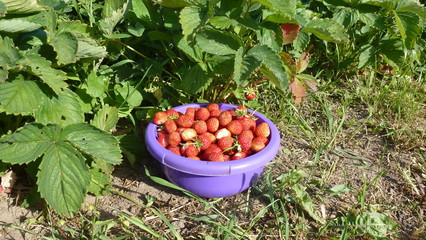 fresh strawberries in a basket