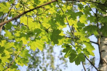 green leaves of a tree