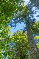Tall Trees Towering Redwoods Pink Rhododendron National Park Crescent City California