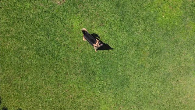 Drone shot of a brown and black German Shepherd running around in circles and going crazy barking upwards while jumping and looking around frantically on a green field on a sunny day. 4k