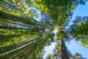Tall Trees Towering Redwoods National Park Crescent City California