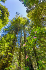 Fototapeta premium Tall Trees Towering Redwoods Pink Rhododendron National Park Crescent City California