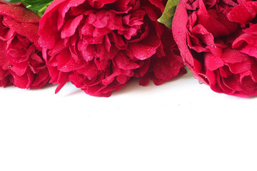 Dark red peonies in drops of water lie on a white background. Space for text..