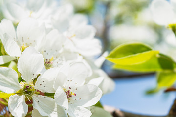 Obraz na płótnie Canvas bright bright flowers, blooming apple tree