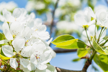 bright bright flowers, blooming apple tree