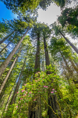 Tall Trees Towering Redwoods Pink Rhododendron National Park Crescent City California