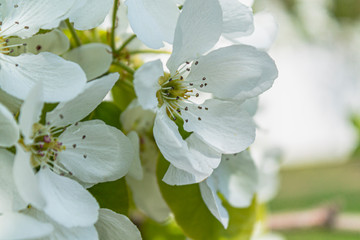 bright bright flowers, blooming apple tree
