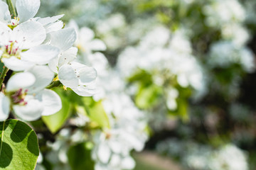 bright bright flowers, blooming apple tree
