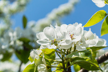 bright bright flowers, blooming apple tree