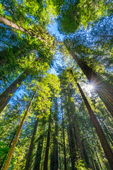 Fototapeta na wymiar Sun Star Rays Tall Trees Towering Redwoods National Park California