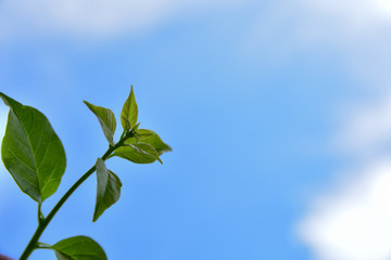 A hand holding young leaves and the blue sky background