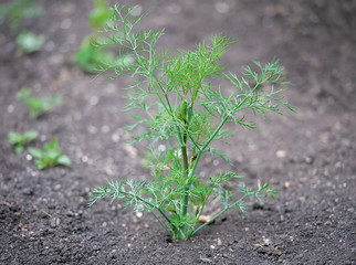 Fresh dill (Anethum graveolens) growing on the vegetable bed. Annual herb, family Apiaceae.  Growing fresh herbs. Green plants in the garden, ecological agriculture for producing healthy food concept