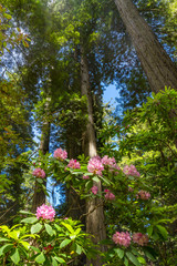Fototapeta na wymiar Tall Trees Towering Redwoods Pink Rhododendron National Park Crescent City California