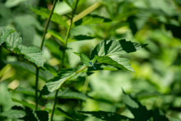 Libelle sitzt auf Ast