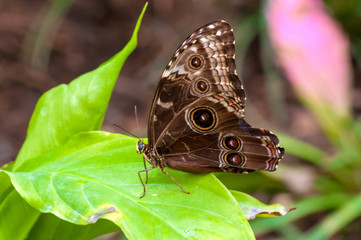 Obraz na płótnie Canvas Closeup on multicolored tropical butterfly in a park