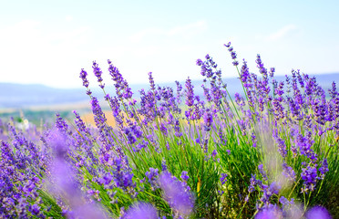 Flowering lavender field in Sunny weather in summer