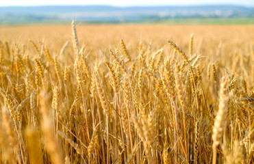 Rye field at sunset, ripe rye, rye harvest on the field
