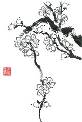 A branch of a blossoming sakura. Contour   flowers of plum mei and  wild cherry . Watercolor and ink illustration of tree in style sumi-e, go-hua,  u-sin. Oriental traditional painting.