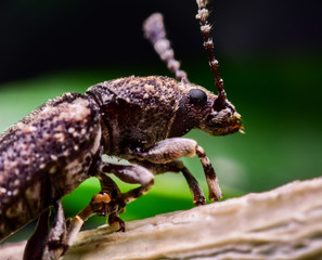 bug on leaf