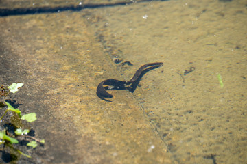 Egel schwimmt im Wasser