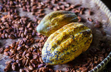 Ripe cocoa beans, cocoa bean harvest, bean processing