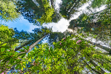 Fototapeta premium Tall Trees Towering Redwoods Pink Rhododendron National Park Crescent City California