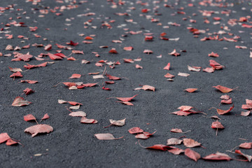 autumn leaves on asphalt
