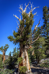 Bristlecone Pine
