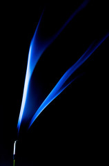 smoke coming from an agarbathi (joss stick ) making beautiful wallpaper in blue light in black background