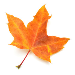 Red maple leaf isolated on white background. Autumn, falling foliage. Flat lay, top view, creative concept
