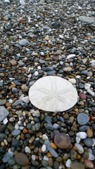 Fototapeta na wymiar Sand dollar on a rocky beach