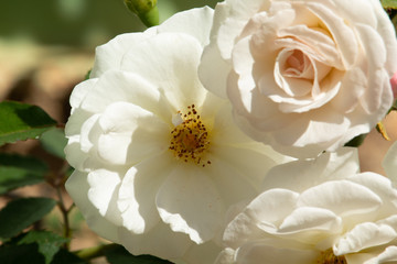 Fototapeta na wymiar beautiful white rose buds