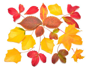 Heap beautiful multicolored autumn maple, birch, strawberry and oak leaves isolated on white background. Falling foliage. Flat lay, top view, creative concept