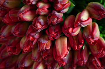 bouquet of tulips in a wrapper