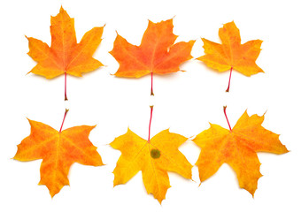 Naklejka na ściany i meble Collection yellow maple leaf isolated on white background. Autumn, falling foliage. Flat lay, top view, creative concept