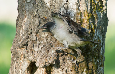 Young Hooded crow (Corvus cornix) on the tree