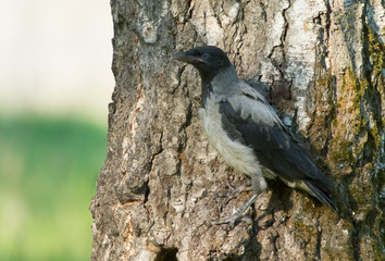 Young Hooded crow (Corvus cornix) on the tree