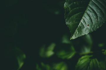 Dark green nature background of detailed sharp leaf with copy space – Beautiful wild vegetation in low light conditions