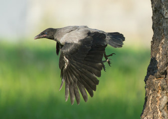 Young Hooded crow (Corvus cornix) in flight