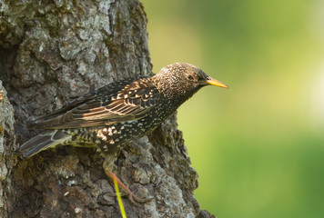 Common starling (Sturnus vulgaris) at the hollow