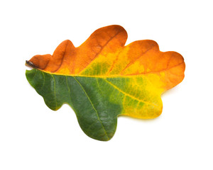Autumn leaf of oak yellow and green isolated on white background. Falling foliage. Flat lay, top...
