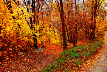 Beautiful colorful autumn landscape with trees and sky. Creative concept, season. Yellow and green