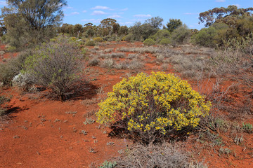 Arid landscape of the Western Australian goldfields  in spring (Karlkurla bushland park, Kalgoorlie)