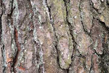 Texture of tree