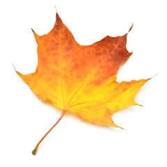 Orange and yellow maple leaf isolated on white background. Autumn, falling foliage. Flat lay, top view, creative concept