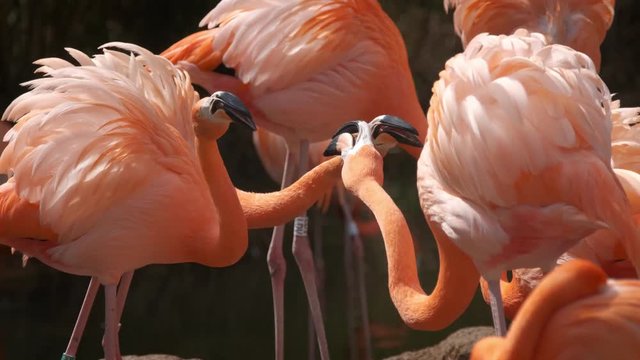 American and Chilean Flamingos